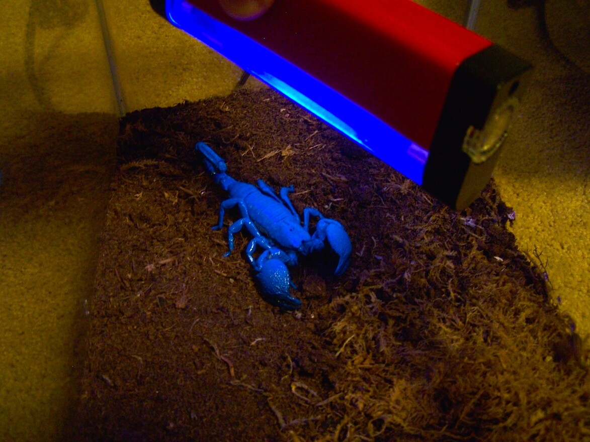 All scorpions glow a beautiful blue-green color under ultraviolet light.